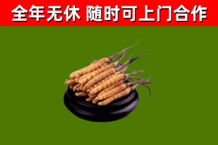 晴隆县回收冬虫夏草